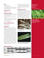 Elongate Hemlock Scale - Penn State Extension