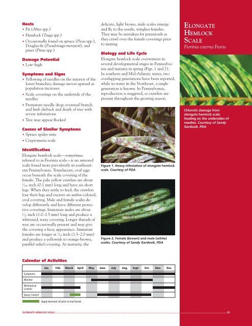 Elongate Hemlock Scale - Penn State Extension