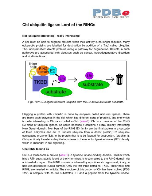 Cbl ubiquitin ligase: Lord of the RINGs