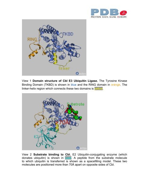 Cbl ubiquitin ligase: Lord of the RINGs