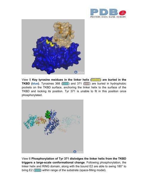 Cbl ubiquitin ligase: Lord of the RINGs