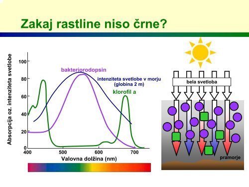 Zakaj so rastline zelene?