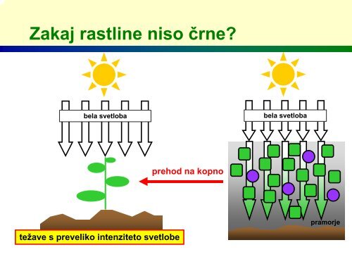 Zakaj so rastline zelene?