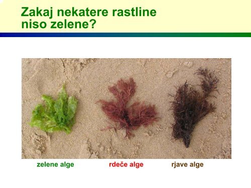 Zakaj so rastline zelene?