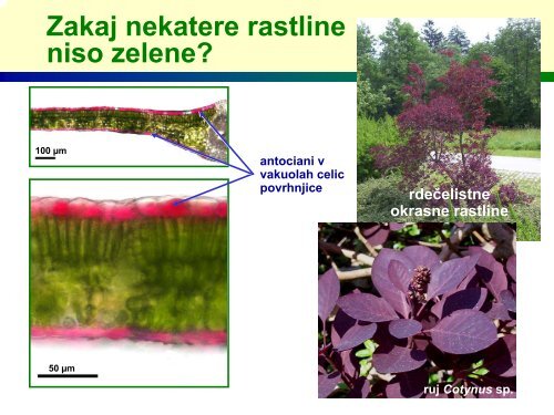 Zakaj so rastline zelene?