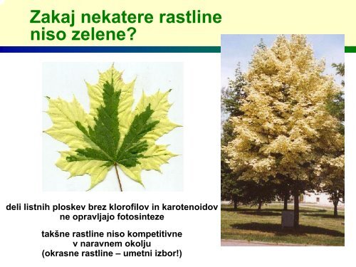Zakaj so rastline zelene?