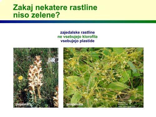 Zakaj so rastline zelene?