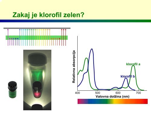 Zakaj so rastline zelene?