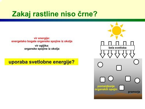 Zakaj so rastline zelene?