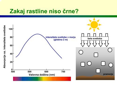 Zakaj so rastline zelene?