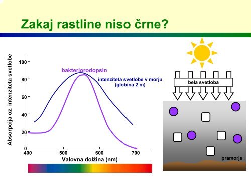 Zakaj so rastline zelene?