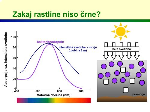 Zakaj so rastline zelene?