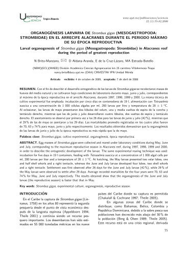 ORGANOGÃNESIS LARVARIA DE Strombus gigas ... - Publicaciones