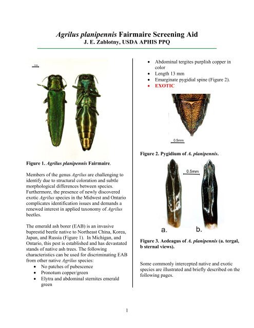 Agrilus planipennis Screening Aid - Emerald Ash Borer