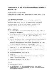 Transfection of Kc cells using electroporation and isolation of ...