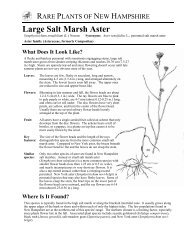 perennial salt marsh aster - New Hampshire Division of Forests and ...