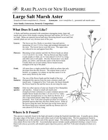 perennial salt marsh aster - New Hampshire Division of Forests and ...