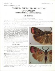 tortyra metalmark moths of florida - Association for Tropical ...