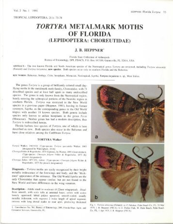 tortyra metalmark moths of florida - Association for Tropical ...