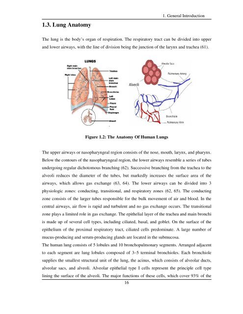 chitosan and plga microspheres as drug delivery ... - UniCA Eprints