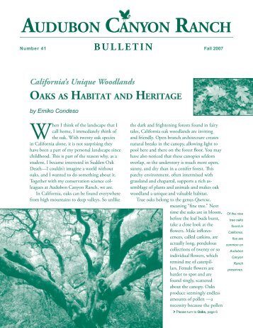Fall Bulletin 2007 (800k PDF) - Audubon Canyon Ranch