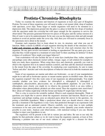 Protista-Chromista-Rhodophyta - Home Page for Ross Koning