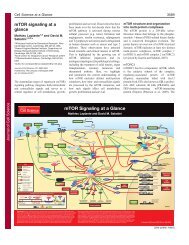 mTOR signaling at a glance - Sabatini lab - MIT
