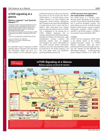 mTOR signaling at a glance - Sabatini lab - MIT