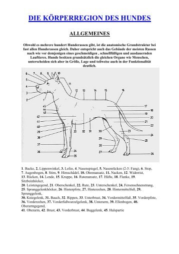 Anatomie des Hundes