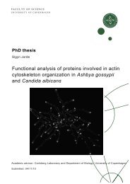 PhD thesis - KÃ¸benhavns Universitet