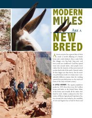 Modern Mules are a New Breed - Kentucky Equine Research