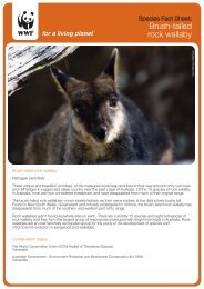 Brush-tailed rock wallaby - wwf - Australia