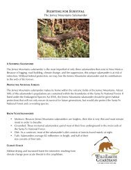 The Jemez Mountains Salamander - WildEarth Guardians