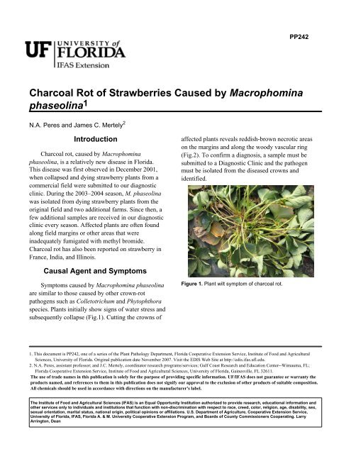 Charcoal Rot of Strawberries Caused by Macrophomina phaseolina1