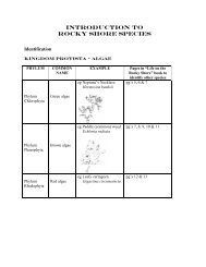 Info on Rocky Shore Species - MarineNZ.org.nz