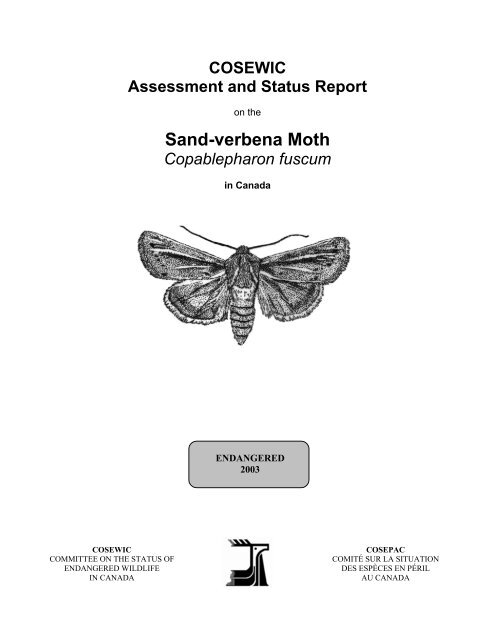 Sand-verbena moth - Raincoast Applied Ecology