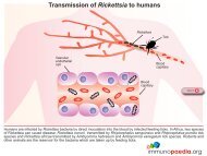 Transmission of Rickettsia to humans - Immunopaedia