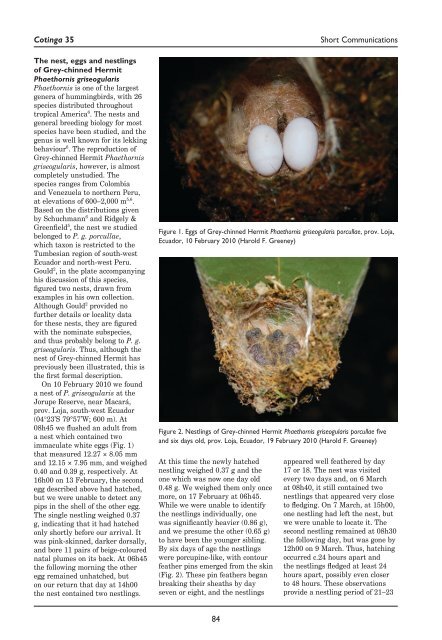 The nest, eggs and nestlings of Grey-chinned Hermit Phaethornis ...