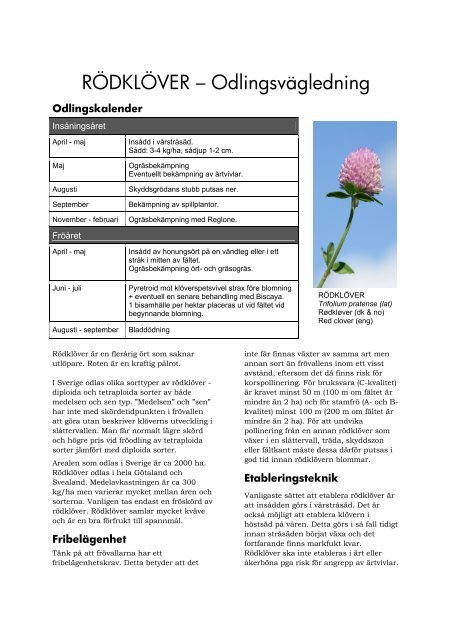RÃ–DKLÃ–VER â€“ OdlingsvÃ¤gledning - Svensk Raps