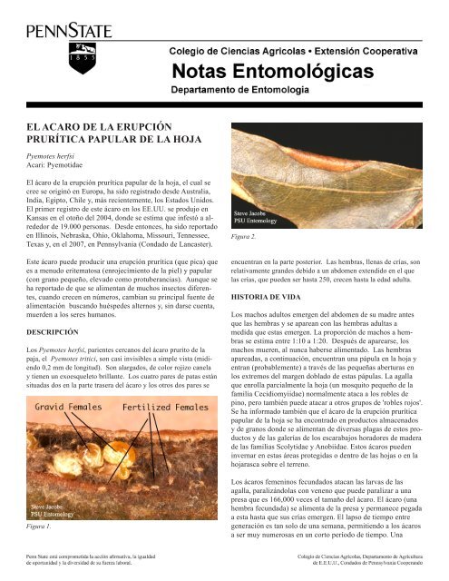 PDF En EspaÃ±ol el Acaro de la ErupciÃ³n PrurÃ­tica Papular de la Hoja