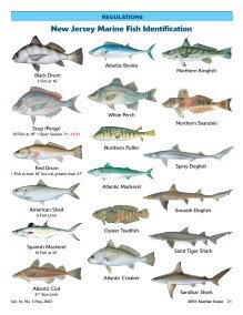 New Jersey Marine Fish Identification - State of New Jersey