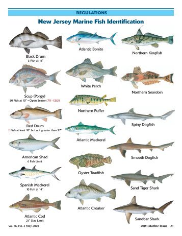 New Jersey Marine Fish Identification - State of New Jersey