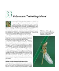 Ecdysozoans: The Molting Animals - Laboratory of Visual Systems
