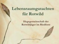 Das Rotwild in der Hegegemeinschaft Riedforst