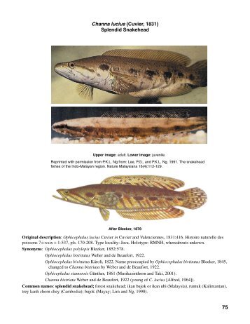 Channa lucius (Cuvier, 1831) Splendid Snakehead