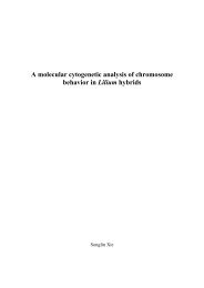 A molecular cytogenetic analysis of chromosome behavior in Lilium ...