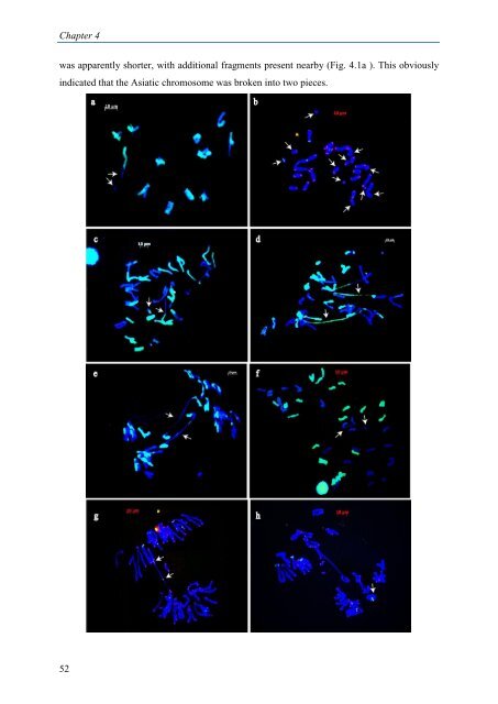 A molecular cytogenetic analysis of chromosome behavior in Lilium ...