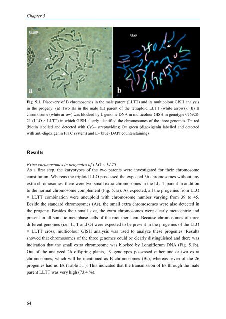 A molecular cytogenetic analysis of chromosome behavior in Lilium ...