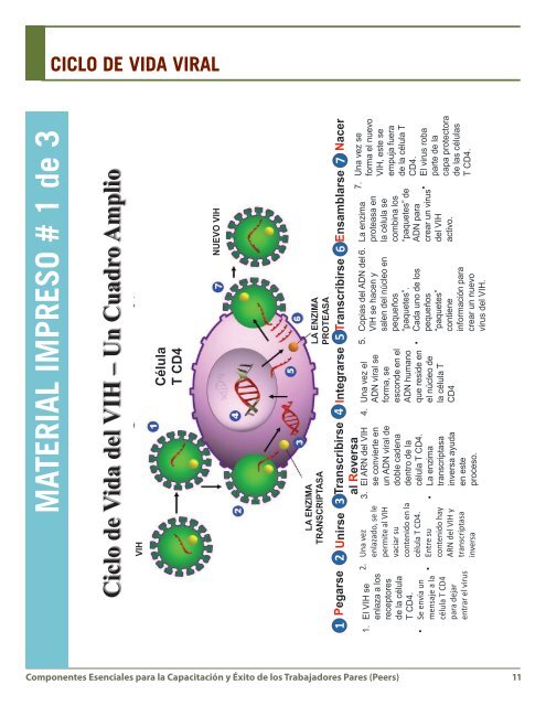 Ciclo de Vida Viral