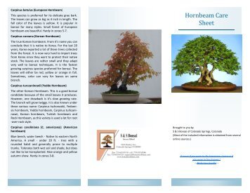 Hornbeam Care Sheet